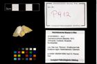Foto (Objekt + Etikett) von Gastrosacus eminens (Blaschke, 1911)  (NHMW-GEO-2014-0194-0912)